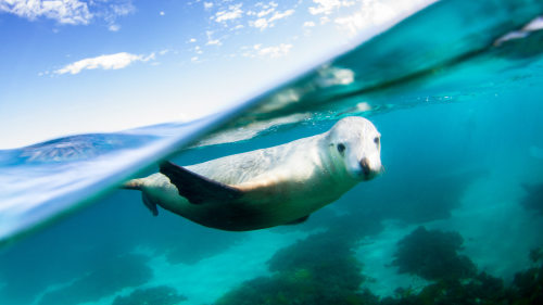 Swim with the Sea Lions Experience