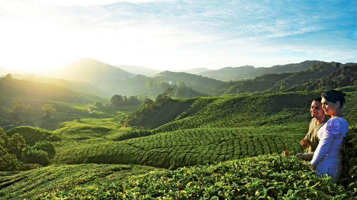 2-Day Cameron Highlands Private Tour with Overnight Stay