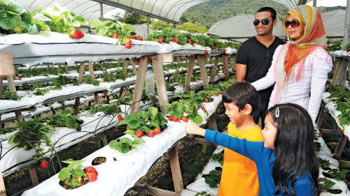 2-Day Cameron Highlands & Penang Private Tour with Overnight Stay