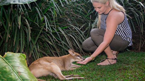 Rainforestation Nature Park, Kuranda Village & Skyrail Cableway Tour