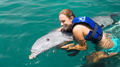 Poolside Dolphin Encounter