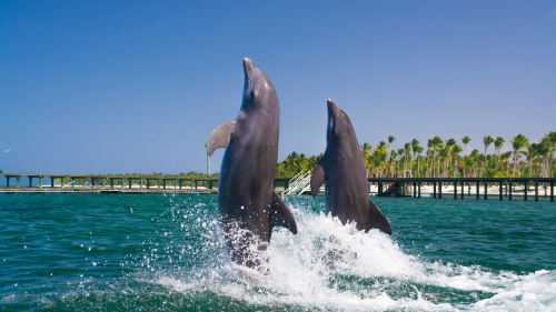 Dolphin Swim