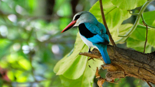 Lake Manyara National Park Full-Day Tour with Lunch