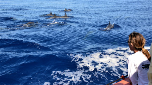 Snorkeling Excursion to Lanai on a High-Speed Raft