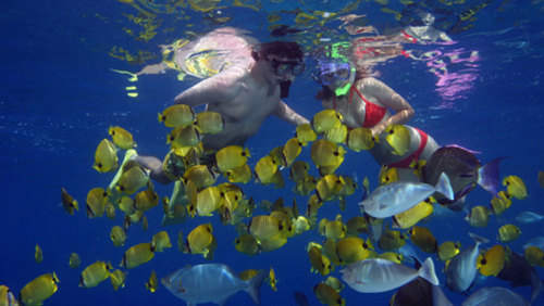 Lanai Dolphin Snorkeling Cruise with Hotel Pickup