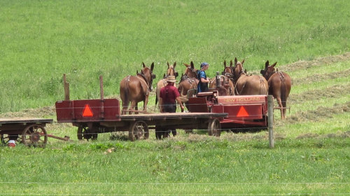 Private Lancaster & Amish Country Tour by Awfully Nice Tours