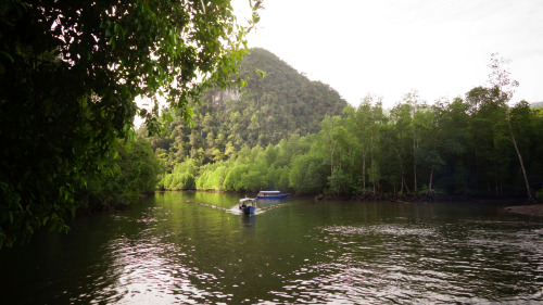 Mangrove Forest & Eagle Watching Tour by FTZ Travel