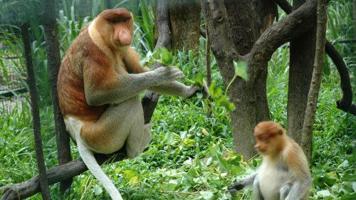 Private Lok Kawi Wildlife Park Adventure by Borneo Trails Travel