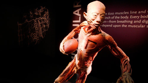 Bodies: The Exhibition