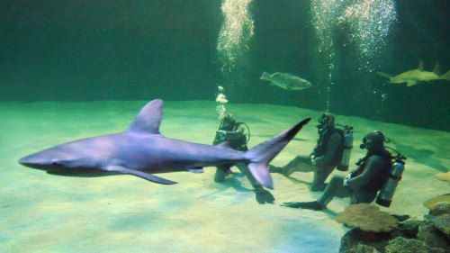 Shark Reef Aquarium at Mandalay Bay