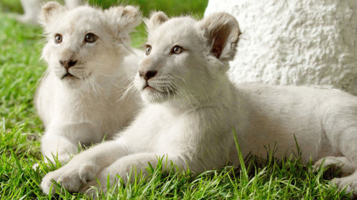 Siegfried & Roy