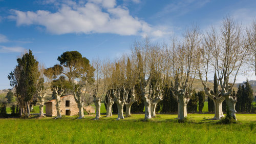 Olive & Wine Tasting in Les Baux-de-Provence