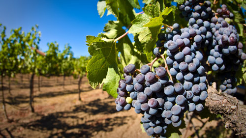 Small-Group Wine Tour of Alentejo Region