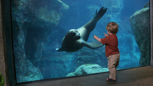 Aquarium of the Pacific