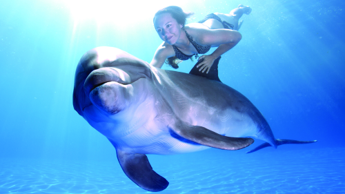 Small-Group Dolphin Swim