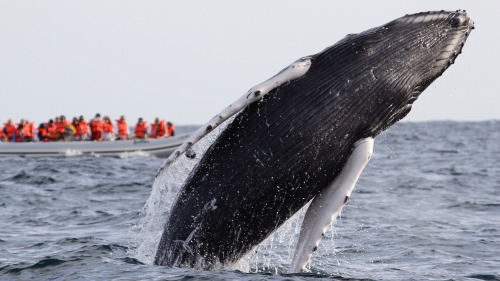 Whale-Watching Tour with Light Snacks