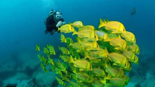 Cabo Pulmo Scuba Diving with Lunch