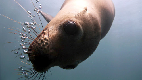 La Paz Diving & Snorkeling