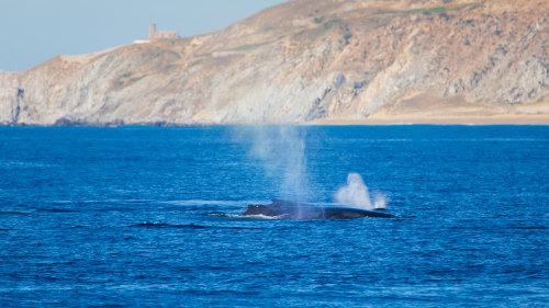 Whale-Watching Tour with Breakfast aboard Cabo Legend