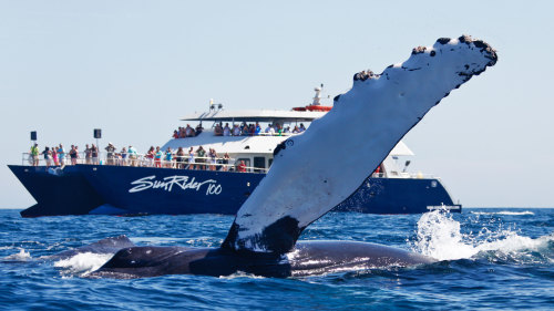 Whale Watching with Breakfast