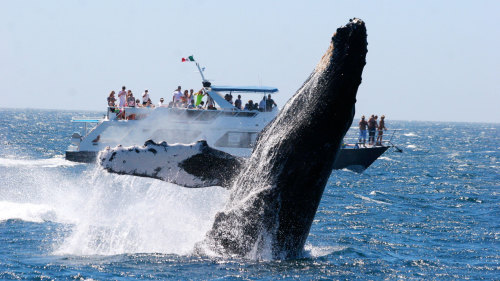 Whale-Watching Sunset Cruise with Dinner