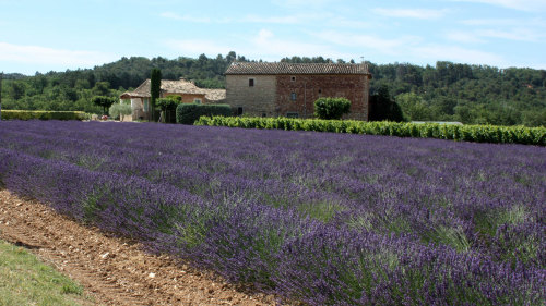 Provence Lavender Morning Tour