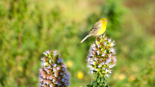 Bird-Watching in the Laurel Forest Small-Group Full-Day Tour