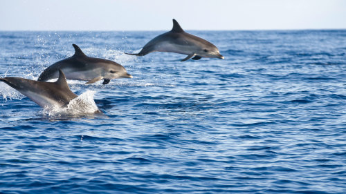 Bird-, Dolphin- & Whale-Watching Tour