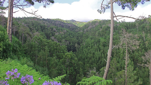 Calheta Levada Guided Walking Tour