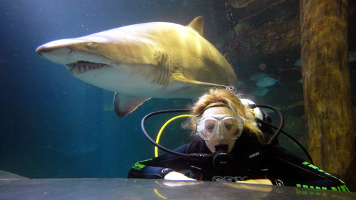 Shark Dive Xtreme At Manly SEA LIFE Sanctuary