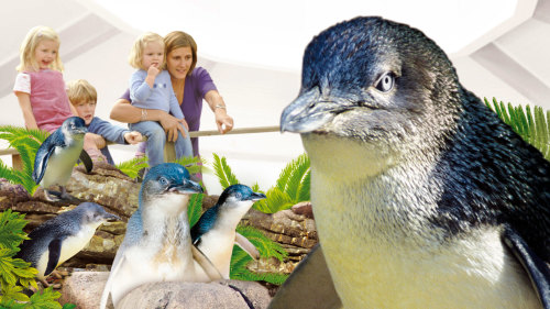 Manly SEA LIFE Sanctuary Admission