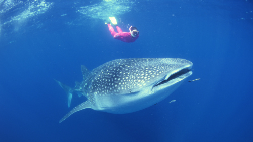 Whale Shark Safari Express