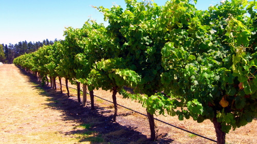Margaret River Wineries Day Tour by Gray Line