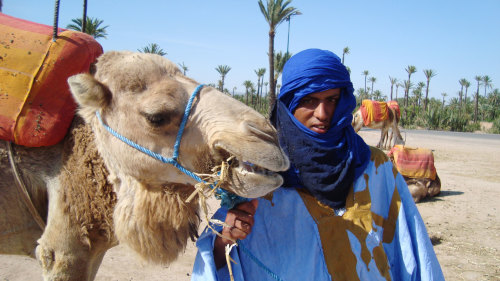 Camel Ride in Palm Grove