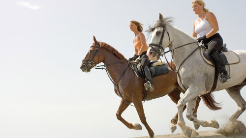 Palm Grove Horseback Riding Tour