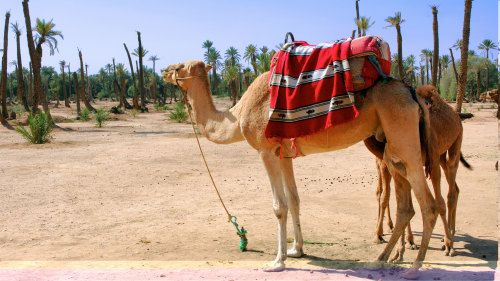 Palm Grove Camel Ride by Gray Line