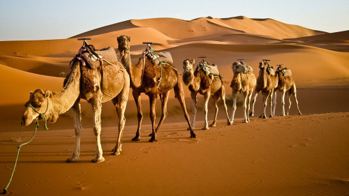 Zagora Dunes & Valley of 1000 Kasbahs Overnight Tour