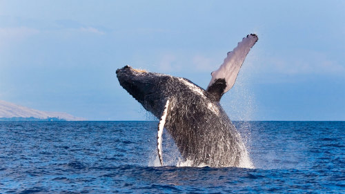 South Maui Whale Watching on a Raft