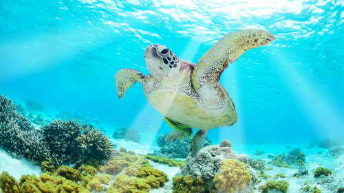 Molokini Snorkel Express