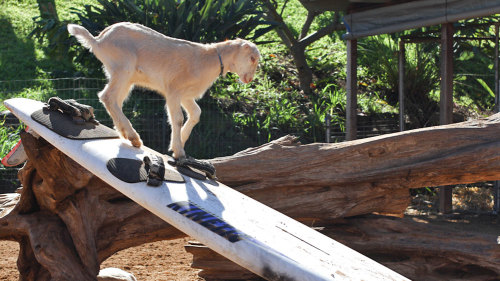 Surfing Goat Dairy