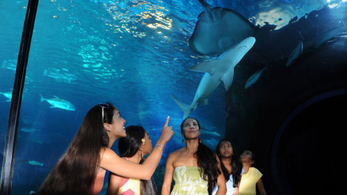 Discover & Dine at Maui Ocean Center Aquarium