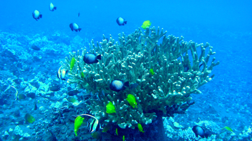 Molokai Hammerhead Shark 2-Tank Scuba Dive