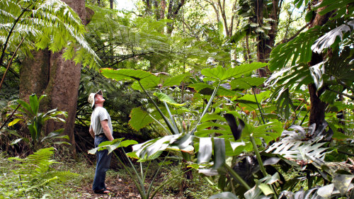 Rainforest & Waterfalls Hike with Lunch