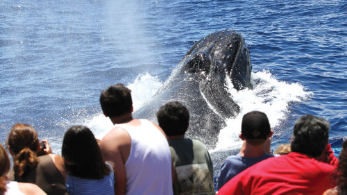 Maalaea Whale-Watching Tour