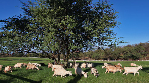 Surfing Goat Dairy Evening Chores Tour