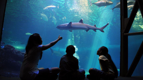 Fins & Flippers Tour at Maui Ocean Center