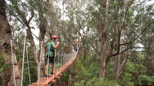 Piiholo Zipline Canopy Treetop Adventure