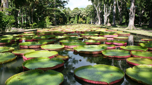 Mauritius Discovery Full-Day Tour