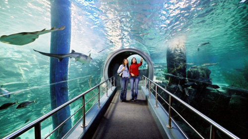 SEA LIFE Melbourne Aquarium & Eureka Skydeck 88 Admission