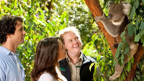 Puffing Billy & Healesville Full-Day Tour by Leadbeater Eco Tours
